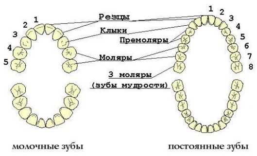 Нумерация зубов в стоматологии: схемы и обозначения